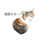 保護猫すたんぷ  3（個別スタンプ：36）
