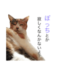 保護猫すたんぷ  3（個別スタンプ：37）