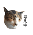 保護猫すたんぷ  3（個別スタンプ：38）