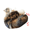 保護猫すたんぷ  3（個別スタンプ：39）