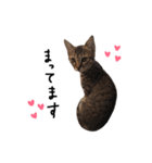 リアル子猫 キジトラあんこちゃん 2（個別スタンプ：11）