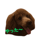 トイプードル ルッチャンとハイちゃん 2（個別スタンプ：1）