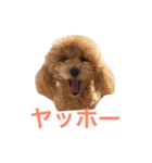 トイプードル ルッチャンとハイちゃん 2（個別スタンプ：3）