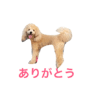 トイプードル ルッチャンとハイちゃん 2（個別スタンプ：4）
