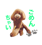 トイプードル ルッチャンとハイちゃん 2（個別スタンプ：15）