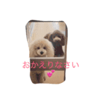 トイプードル ルッチャンとハイちゃん 2（個別スタンプ：16）