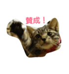 キジトラのリク（個別スタンプ：2）