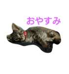 キジトラのリク（個別スタンプ：4）