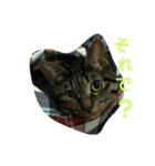キジトラのリク（個別スタンプ：5）