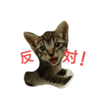 キジトラのリク（個別スタンプ：6）