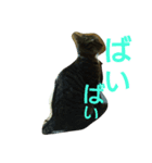 キジトラのリク（個別スタンプ：7）