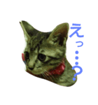 キジトラのリク（個別スタンプ：8）