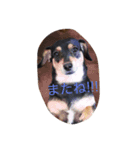 meichan love（個別スタンプ：5）