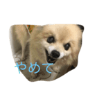 愛犬のスタンプです（個別スタンプ：1）