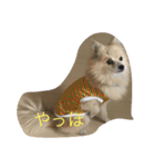 愛犬のスタンプです（個別スタンプ：2）