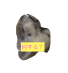 愛犬のスタンプです（個別スタンプ：4）