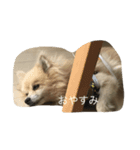愛犬のスタンプです（個別スタンプ：5）