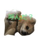 愛犬のスタンプです（個別スタンプ：6）