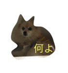 愛犬のスタンプです（個別スタンプ：7）