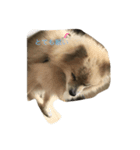 愛犬のスタンプです（個別スタンプ：8）