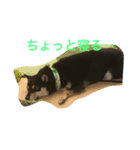 ちょっとチロ（個別スタンプ：1）