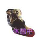 ちょっとチロ（個別スタンプ：2）