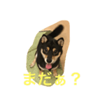 ちょっとチロ（個別スタンプ：6）