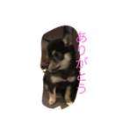 ちょっとチロ（個別スタンプ：8）