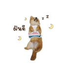 MahDtuaNoi（個別スタンプ：6）