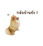 MahDtuaNoi（個別スタンプ：11）