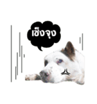 Play with Coco.（個別スタンプ：4）