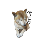 我が家の柴犬、コロン。（個別スタンプ：1）