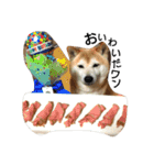 我が家の柴犬、コロン。（個別スタンプ：3）