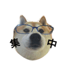 我が家の柴犬、コロン。（個別スタンプ：4）