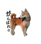 我が家の柴犬、コロン。（個別スタンプ：5）