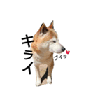 我が家の柴犬、コロン。（個別スタンプ：7）