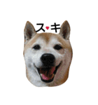 我が家の柴犬、コロン。（個別スタンプ：8）