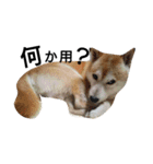 我が家の柴犬、コロン。（個別スタンプ：9）