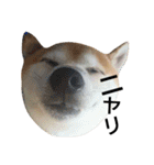 我が家の柴犬、コロン。（個別スタンプ：10）