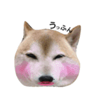 我が家の柴犬、コロン。（個別スタンプ：11）