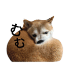我が家の柴犬、コロン。（個別スタンプ：14）
