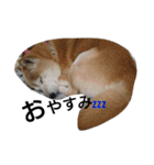 我が家の柴犬、コロン。（個別スタンプ：17）