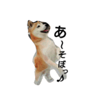 我が家の柴犬、コロン。（個別スタンプ：18）