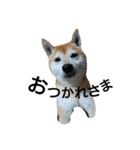 我が家の柴犬、コロン。（個別スタンプ：19）