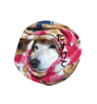 我が家の柴犬、コロン。（個別スタンプ：20）