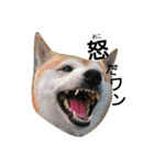 我が家の柴犬、コロン。（個別スタンプ：21）