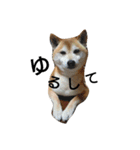 我が家の柴犬、コロン。（個別スタンプ：23）