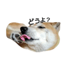 我が家の柴犬、コロン。（個別スタンプ：24）