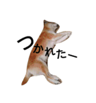 我が家の柴犬、コロン。（個別スタンプ：25）