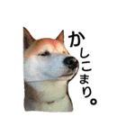 我が家の柴犬、コロン。（個別スタンプ：26）